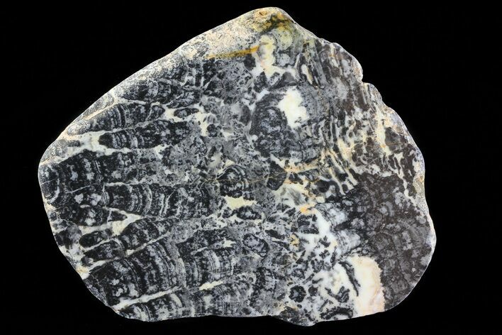 Columnar Stromatolite (Asperia) From Australia - Proterozoic #76191